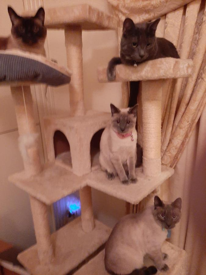 Catmosphere 2 拉斯维加斯 外观 照片